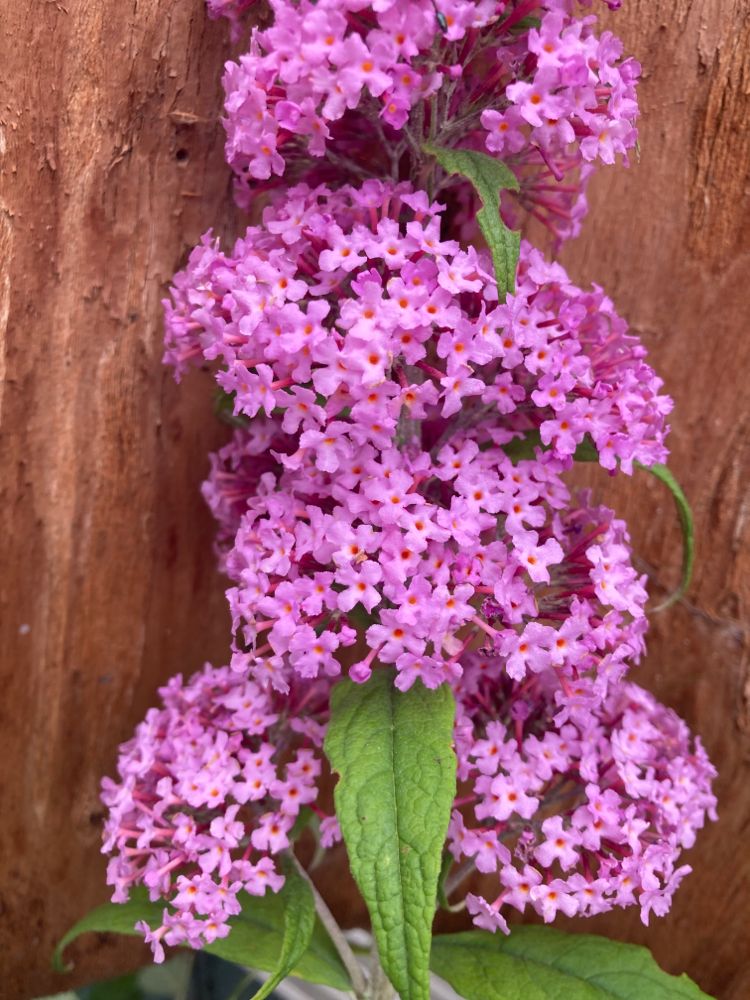 Buddleja davidii 'Pink Delight' Sommerflieder 'Pink Delight'