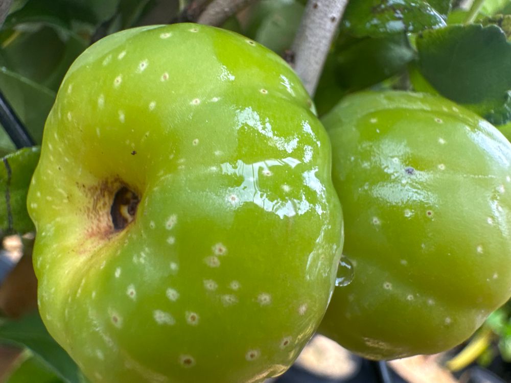 Chaenomeles 'Sargentii' Niedrige Scheinquitte 'Sargentii'