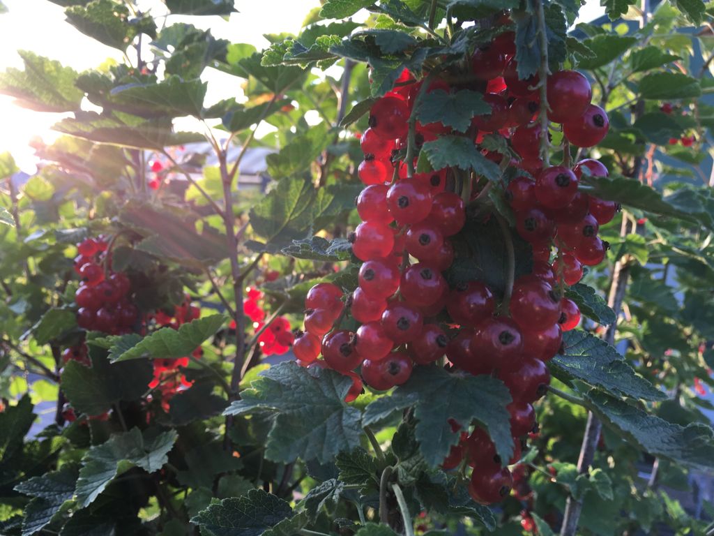 Ribes rubrum 'Rovada' CAC II Johannisbeere 'Rovada' spät