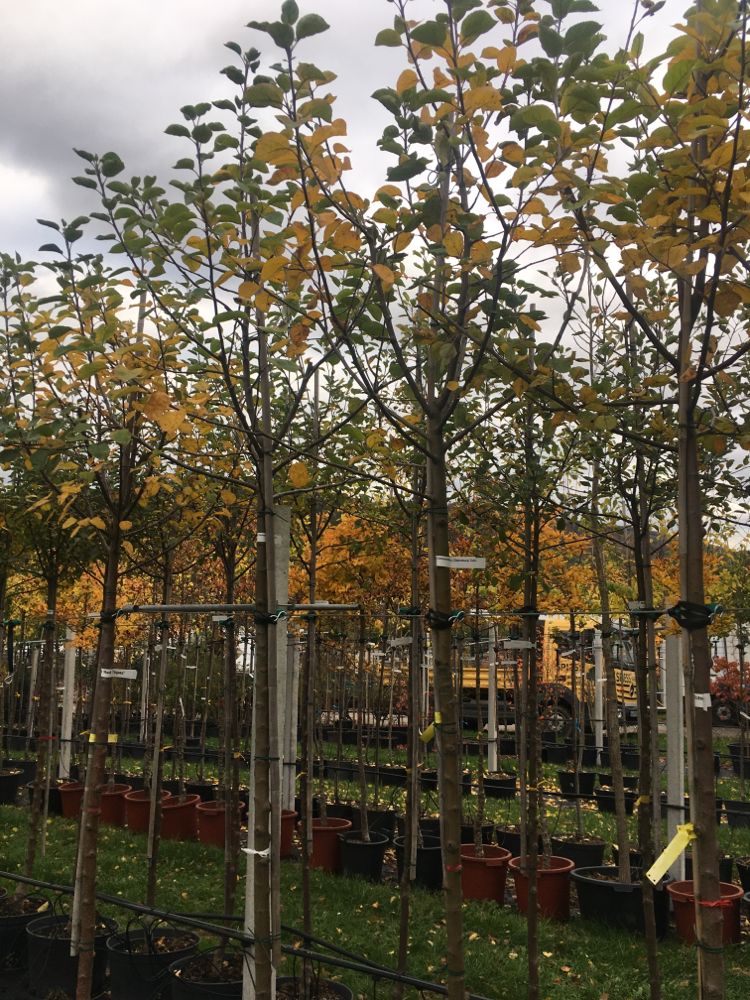 Malus 'Geheimrat Dr. Oldenburg' CAC Apfel 'Geheimrat Dr.Oldenburg' mittel