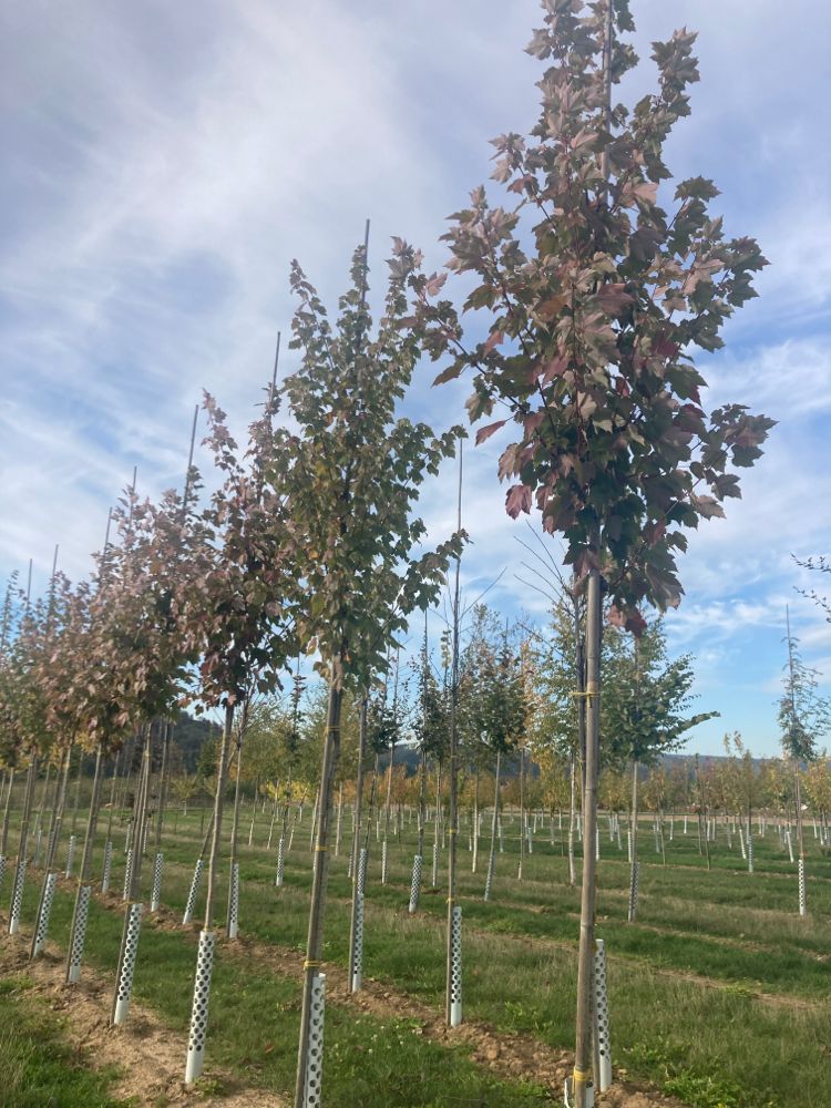 Acer rubrum Rotahorn