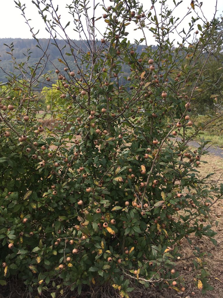 Mespilus germanica Mispel