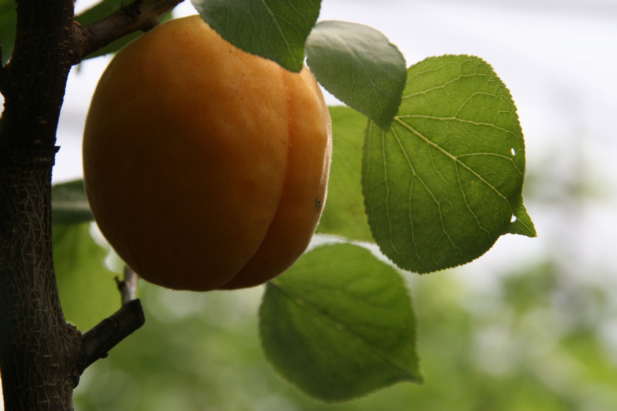 Prunus arm.'Orangered' CAC Aprikose 'Orangered'
