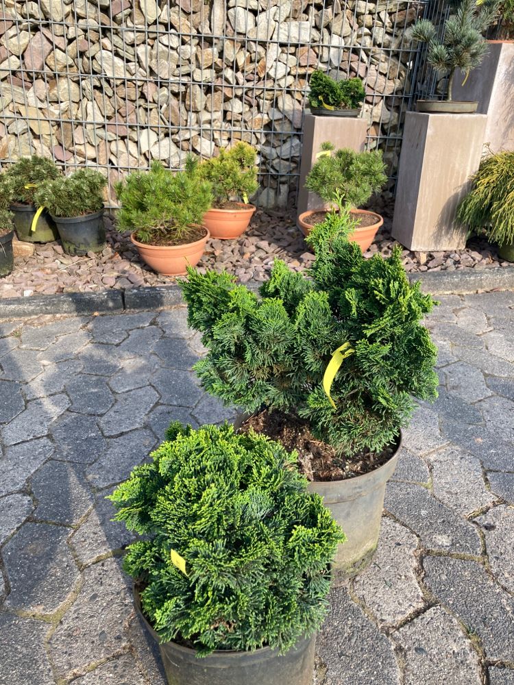 Chamaecyparis obtusa 'Nana Gracilis' Kleine Muschelzypresse 'Nana Gracilis'
