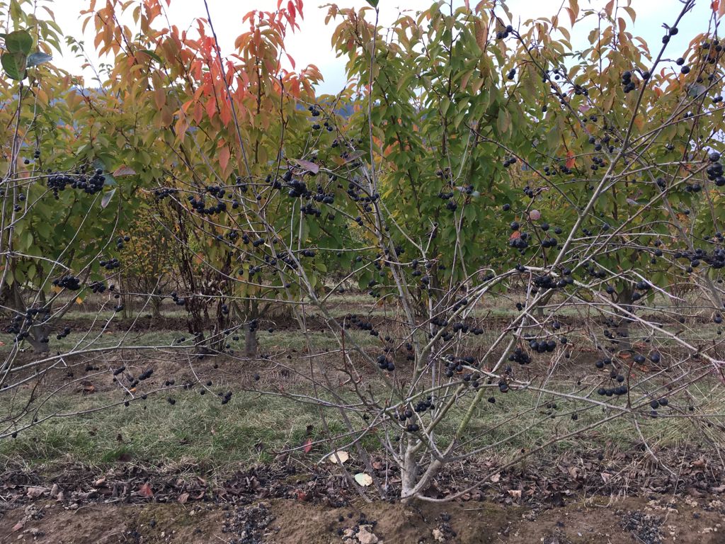Aronia prunifolia 'Nero' Apfelbeere 'Nero'