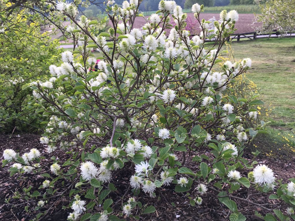 Fothergilla major Großer Federbuschstrauch
