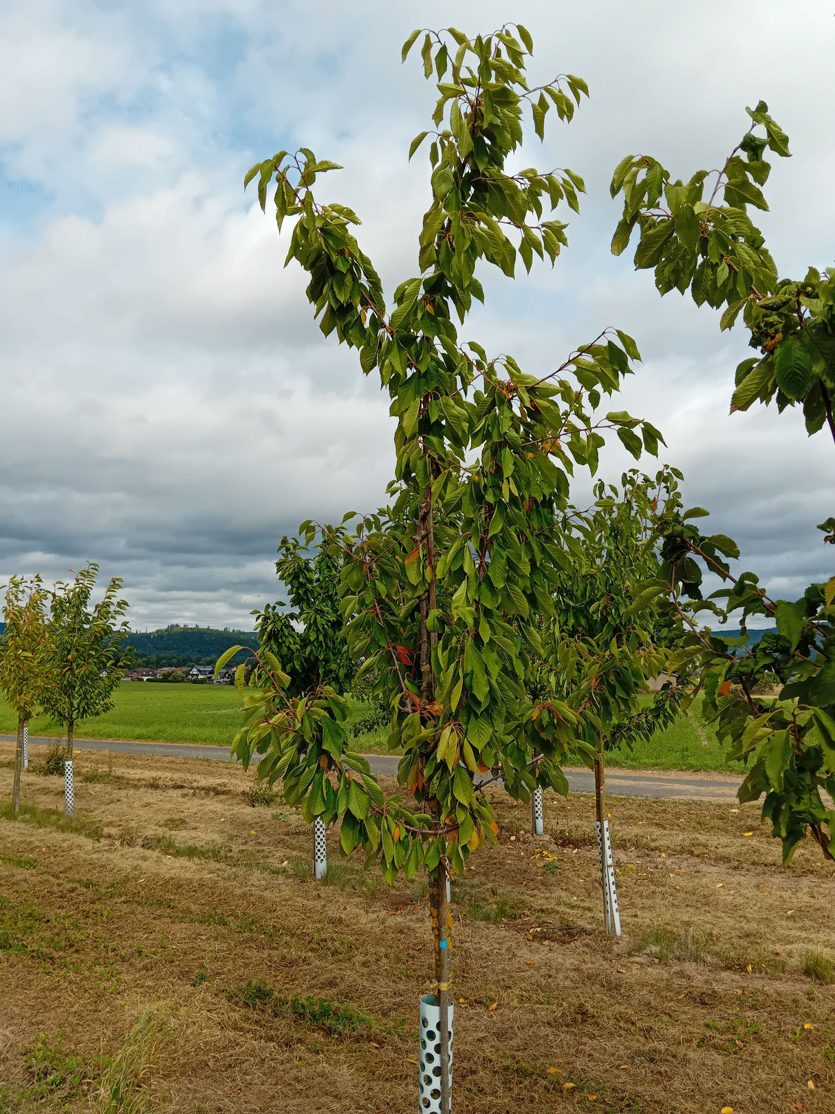 Prunus av.'Hedelfinger Riesenk.' CAC Süßkirsche 'Hedelfinger Riesenkirsche'7.KW