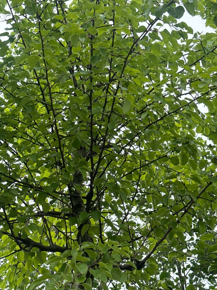 Pyrus communis 'Beech Hill' Wildbirne 'Beach Hill'