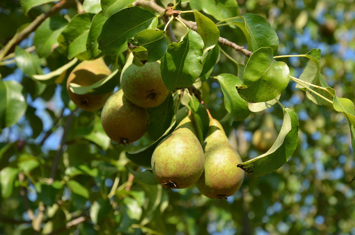 Pyrus com.'Concorde' -S- CAC Birne 'Concorde' -S-