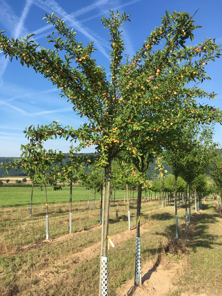 Prunus syr.'Von Nancy' CAC Mirabelle 'Von Nancy'