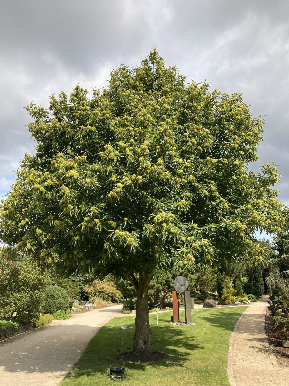 Castanea sativa Esskastanie