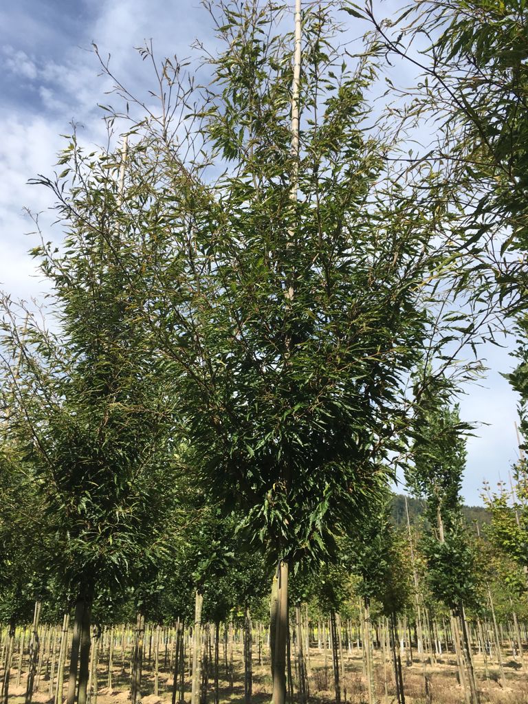 Fagus sylvatica 'Asplenifolia' Farnblättrige Rotbuche