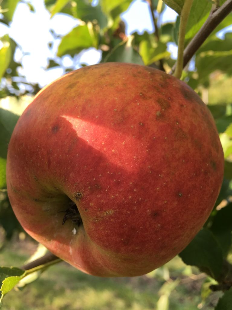 Malus 'Jonagold' CAC Apfel 'Jonagold' mittel