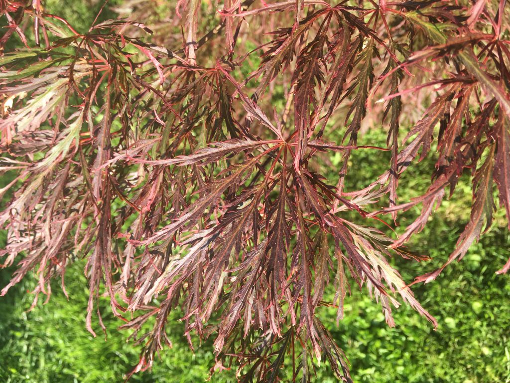 Acer palmatum 'Garnet' Dunkelroter Schlitzahorn 'Garnet'