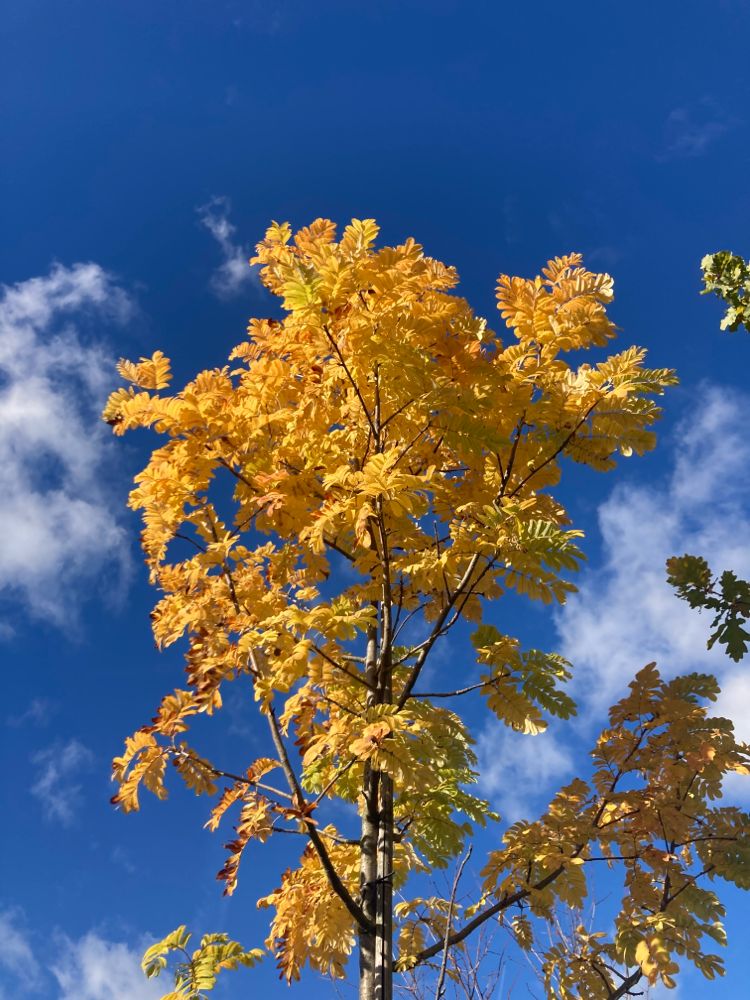 Sorbus domestica Speierling