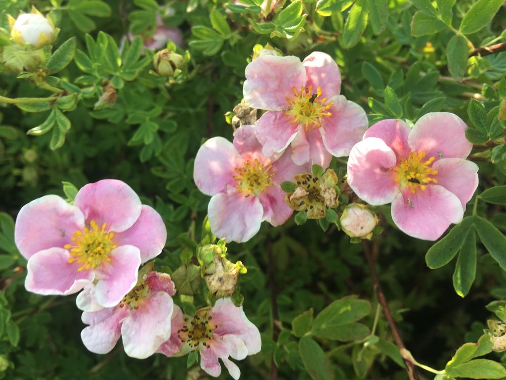 Potentilla fruticosa 'Princess' -R- Fingerstrauch 'Princess' -R-
