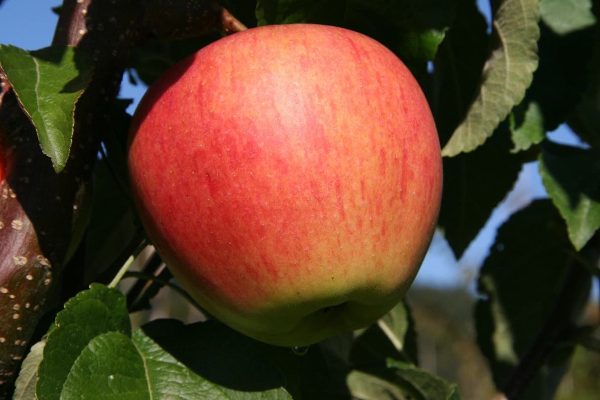 Malus 'Pinova' -S- CAC Apfel 'Pinova' -S- mittel