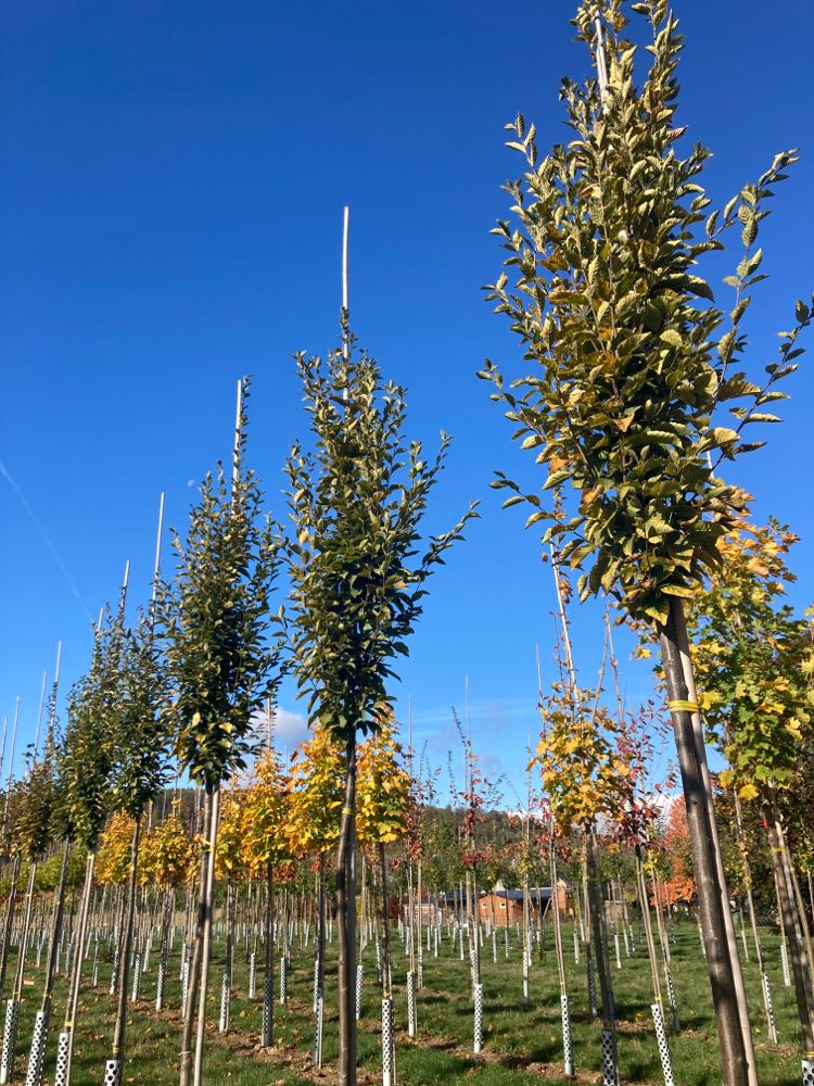 Carpinus betulus 'Fastigiata' Pyramiden-Hainbuche 'Fastigiata'
