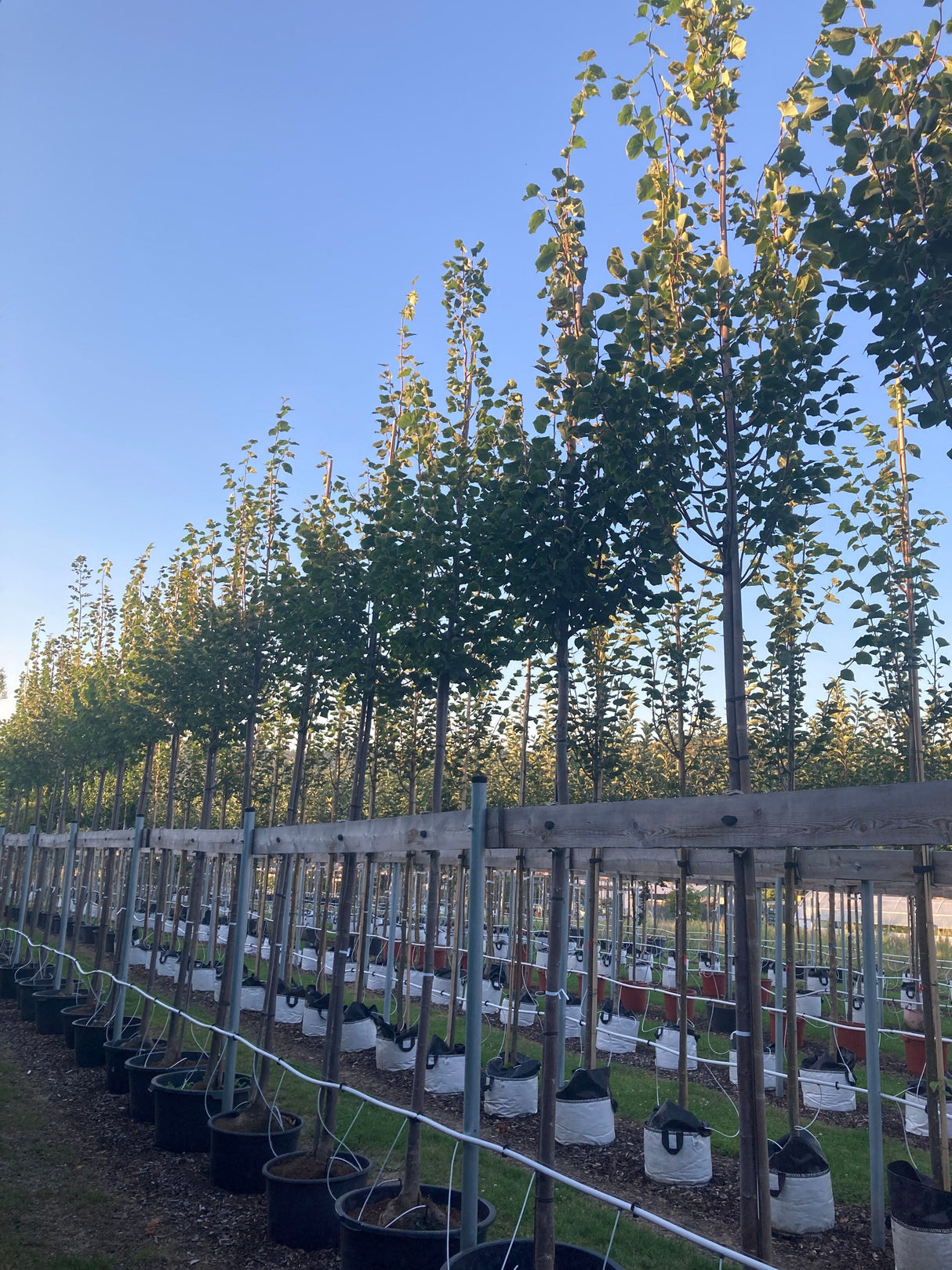Tilia cordata 'Greenspire' Amerikan.Stadtlinde
