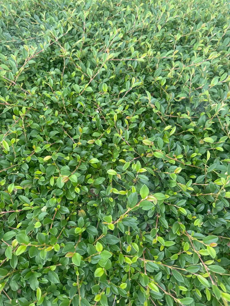 Cotoneaster dammeri radicans Kriechmispel 'Radicans'