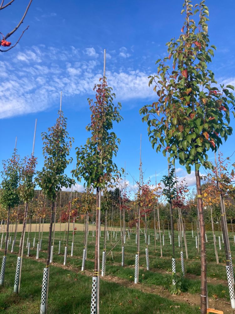 Pyrus calleryana 'Chanticleer' Stadtbirne 'Chanticleer'