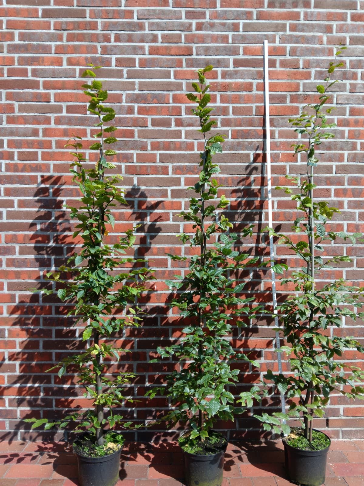 Carpinus betulus Hainbuche,Weißbuche