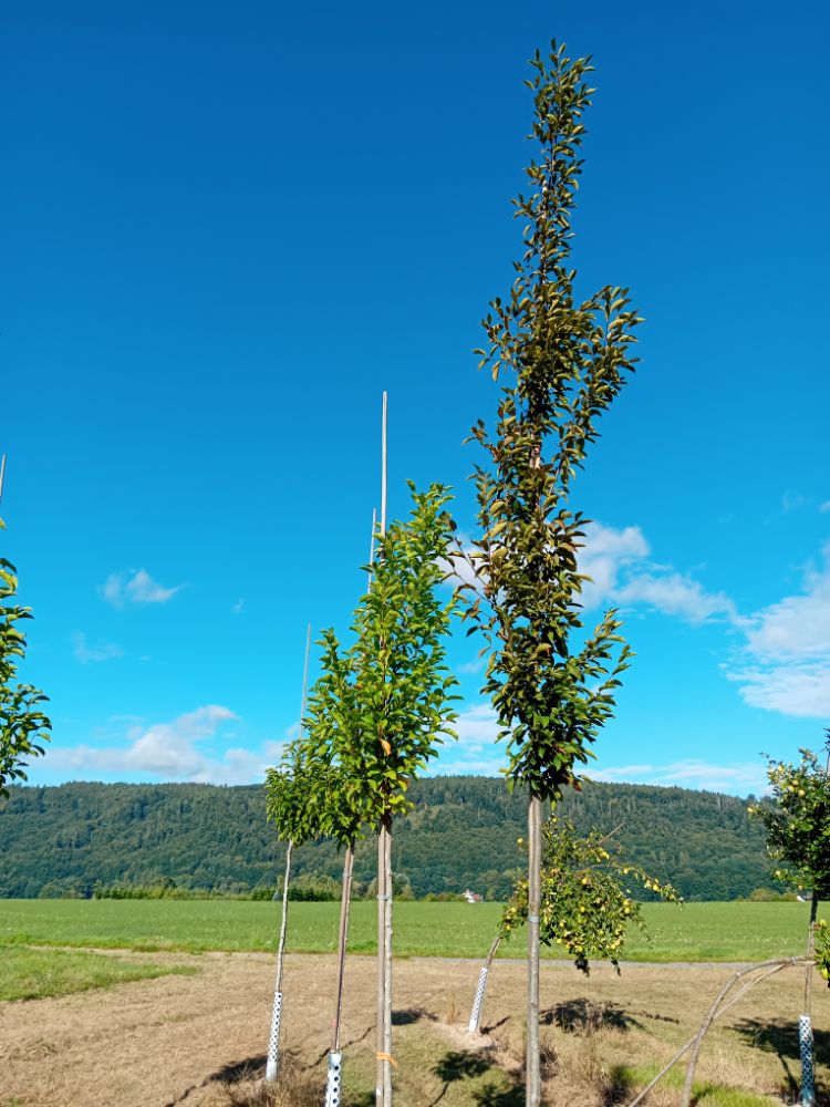 Carpinus betulus 'Fastigiata' Pyramiden-Hainbuche 'Fastigiata'