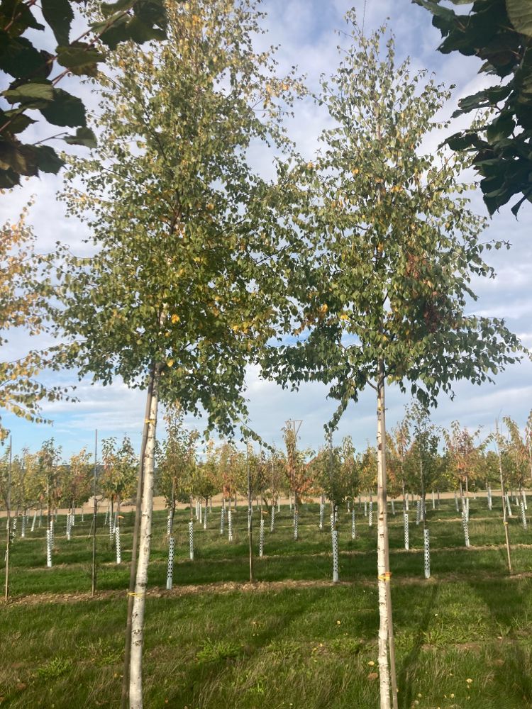 Betula pubescens Moorbirke