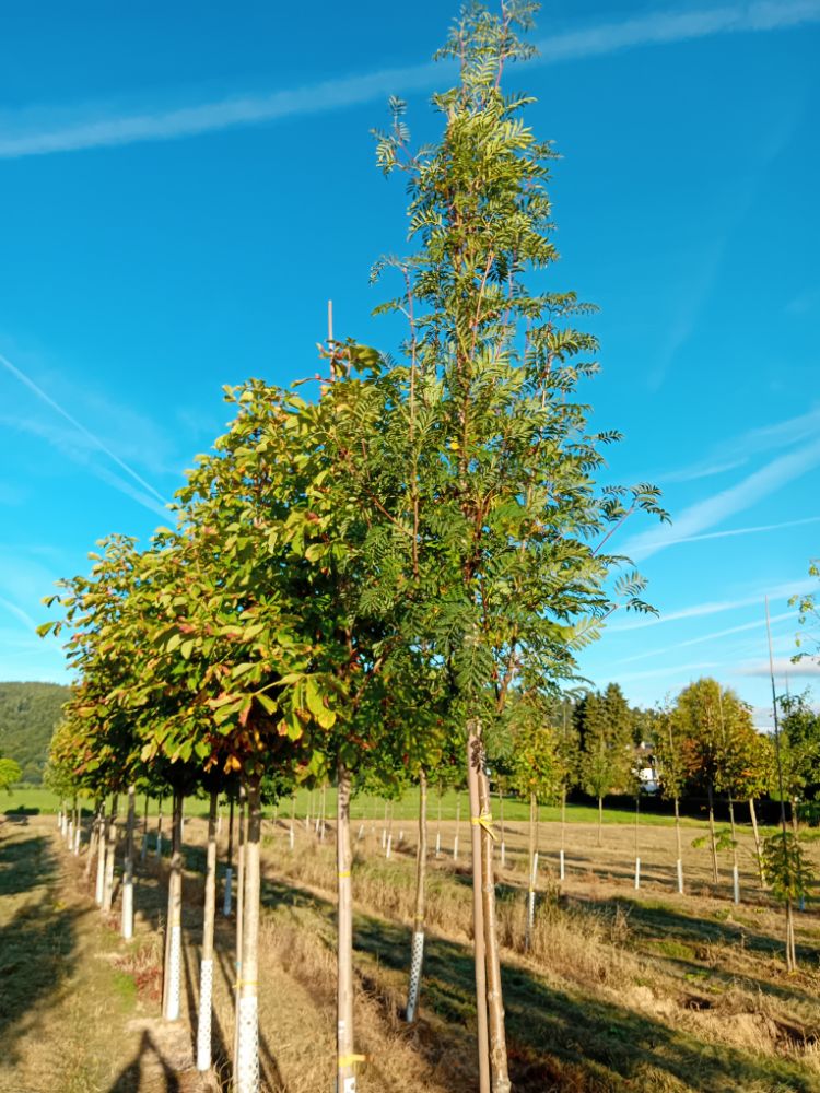 Sorbus aucuparia 'Edulis' Eßbare Eberesche