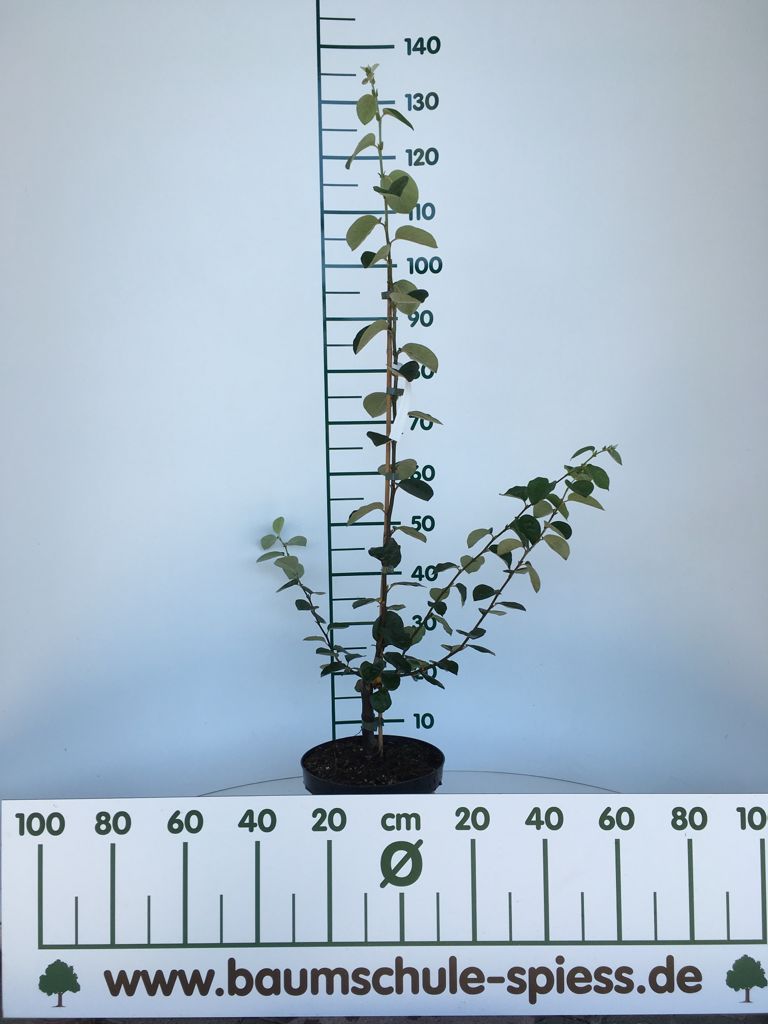 Cydonia 'Konstantinop.Apfelquitte' CAC Quitte 'Konstantinopeler Apfelquitte'