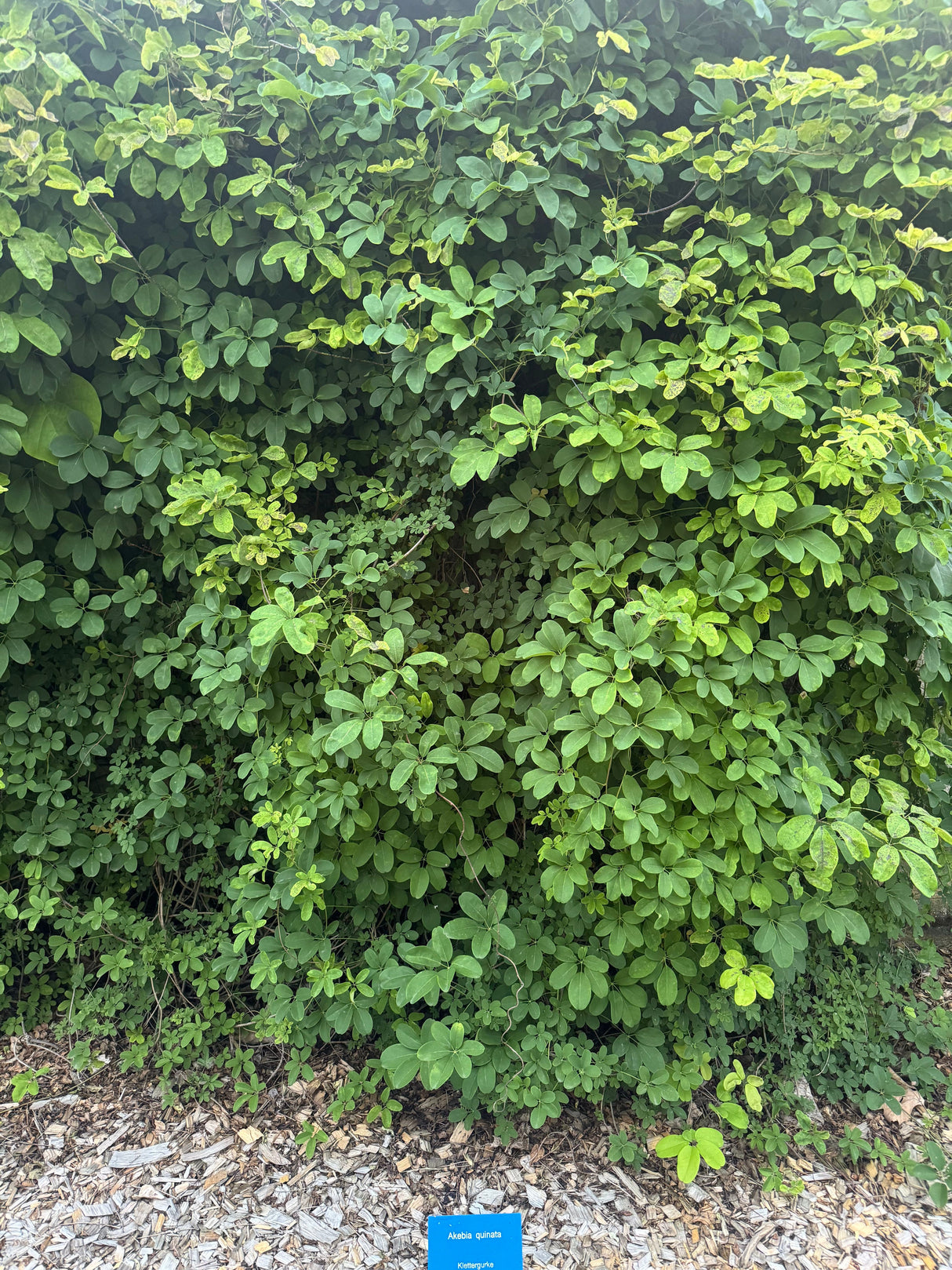 Akebia quinata Fingerblättrige Klettergurke