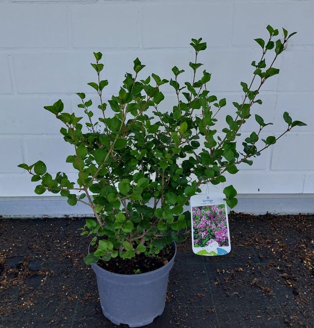 Syringa meyeri 'Palibin' Meyer's Flieder 'Palibin' Premiumgehölz
