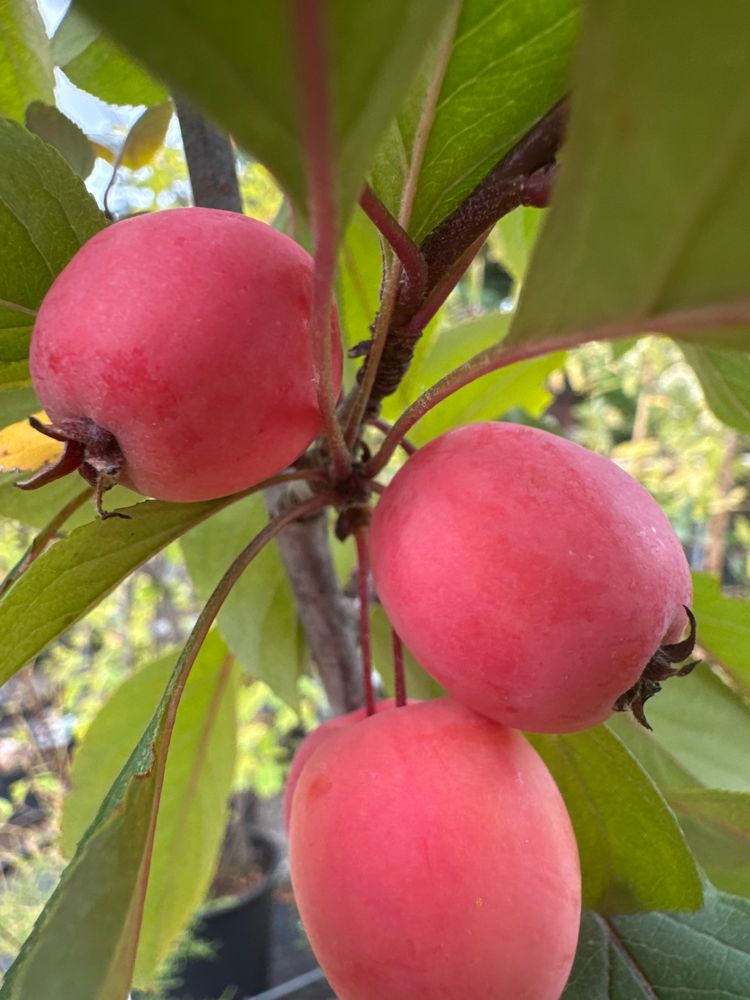 Malus 'Eleyi' Zierapfel 'Eleyi'