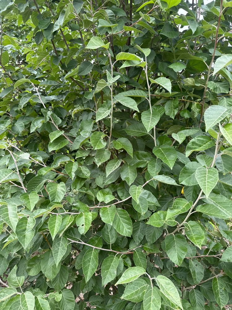 Malus tschonoskii Zierapfel tschonoskii