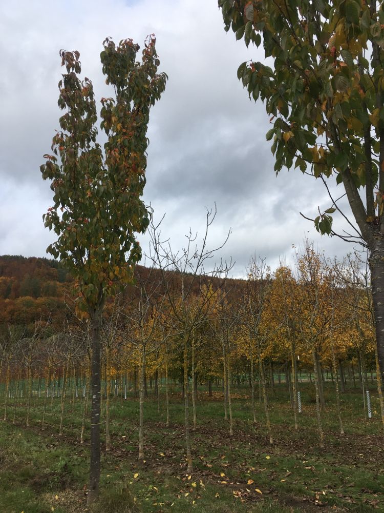 Prunus serrulata 'Amanogawa' Japan.Säulenkirsche