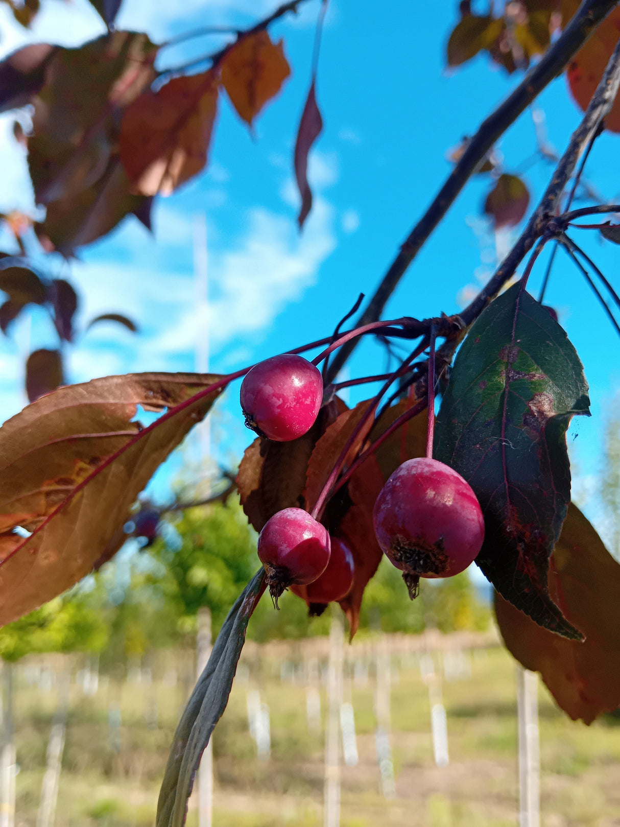 Malus 'Royalty' Zierapfel 'Royalty'