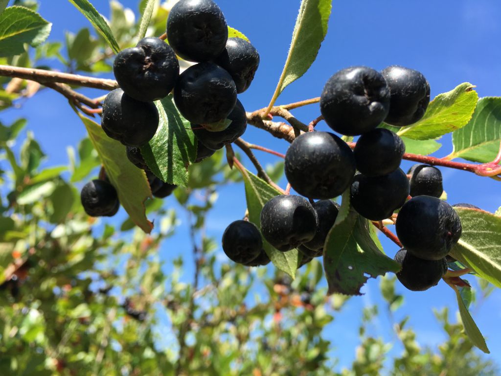 Aronia prunifolia 'Viking' Apfelbeere 'Viking'