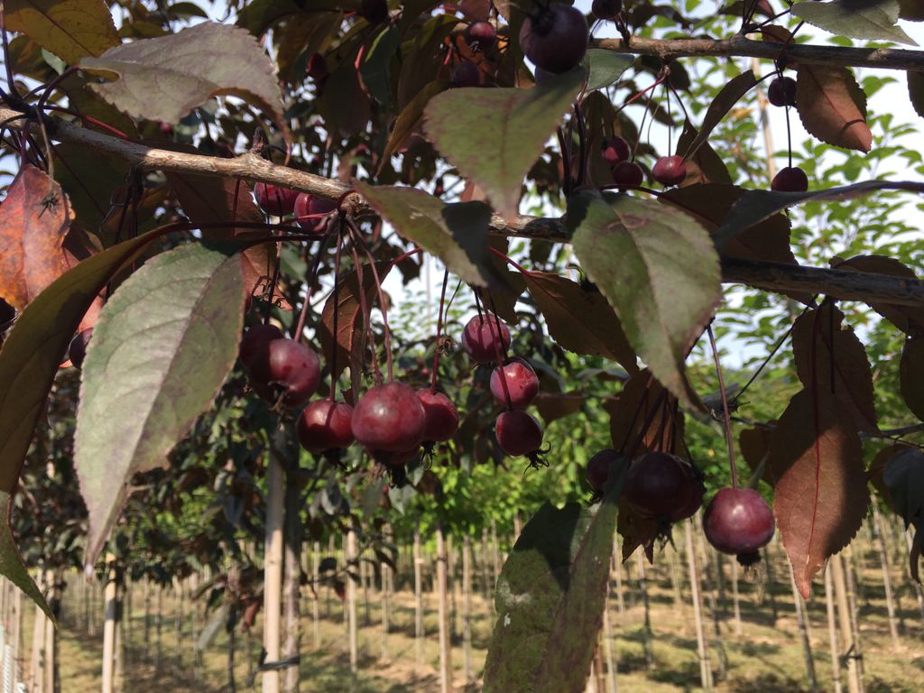 Malus 'Royalty' Zierapfel 'Royalty'