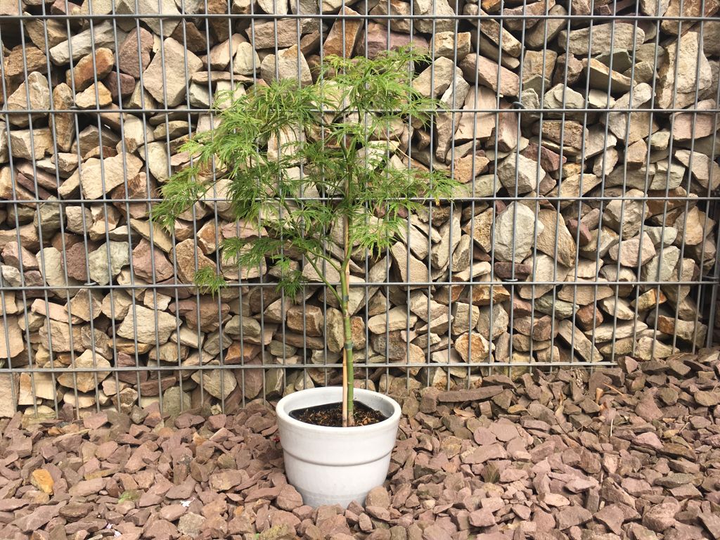Acer palmatum 'Dissectum' Grüner Schlitzahorn