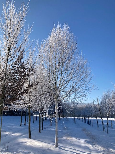 Betula jacquemontii Himalayabirke