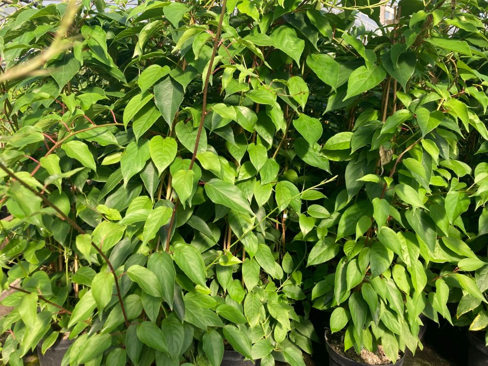 Actinidia arguta 'Weiki' -R- CAC Strahlengriffel, Bayern-Kiwi 'Weiki' -R-