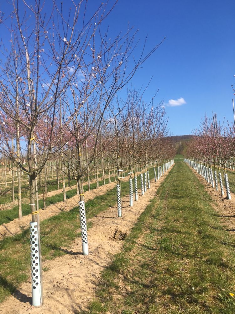 Prunus arm.'Evisso' CAC Aprikose 'Evisso'