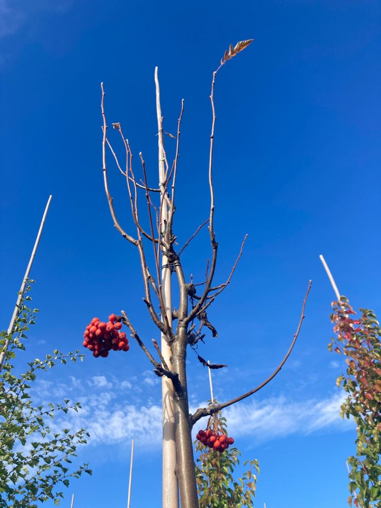 Sorbus thuringiaca 'Fastigiata' Thüringische Säulen-Eberesche