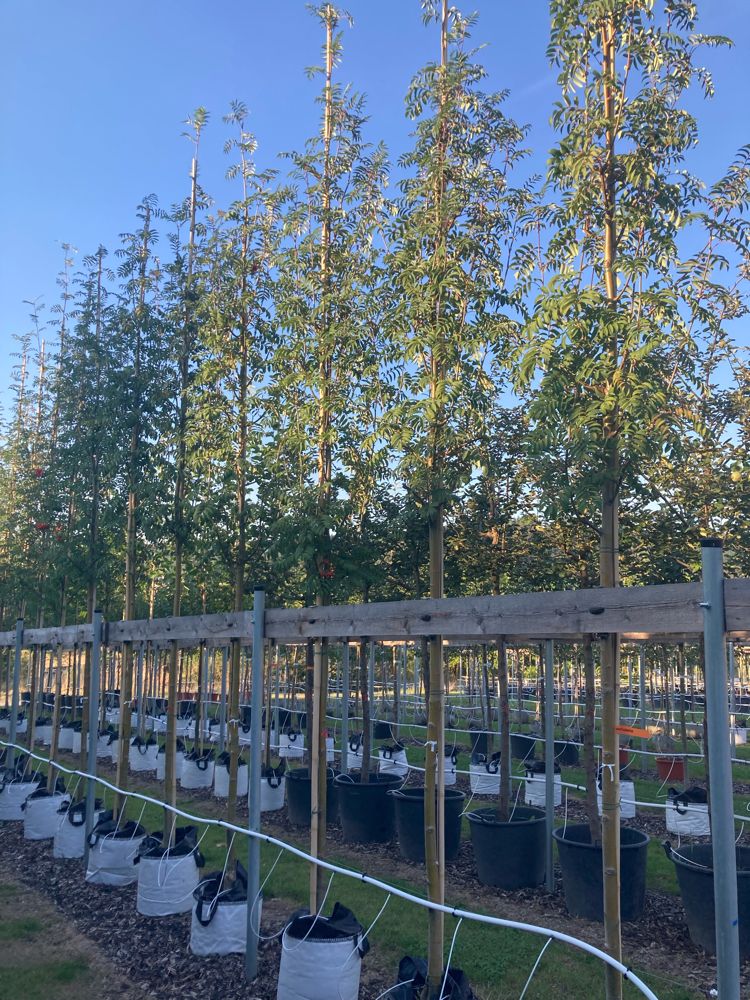 Sorbus aucuparia Gewöhnliche Eberesche
