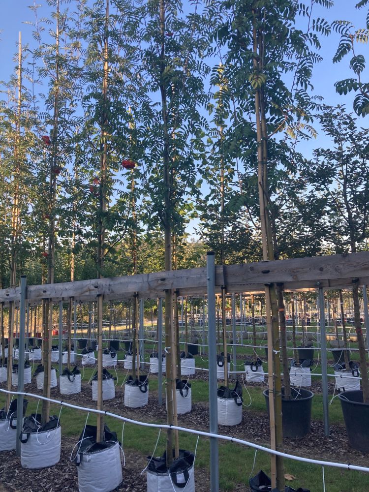 Sorbus aucuparia Gewöhnliche Eberesche