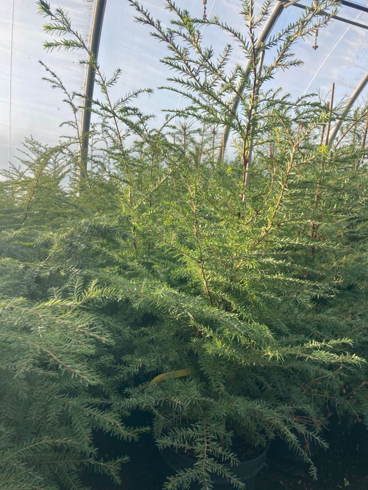 Tsuga canadensis Kanadische Hemlocktanne