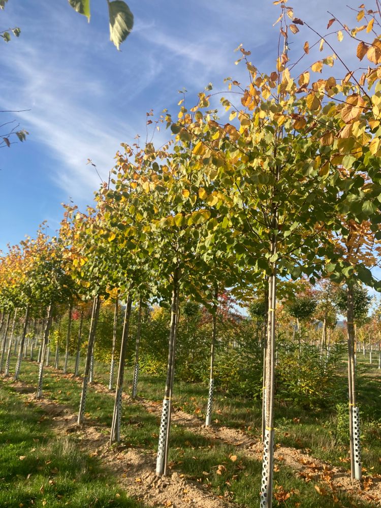 Tilia europaea 'Pallida' Kaiserlinde 'Pallida'