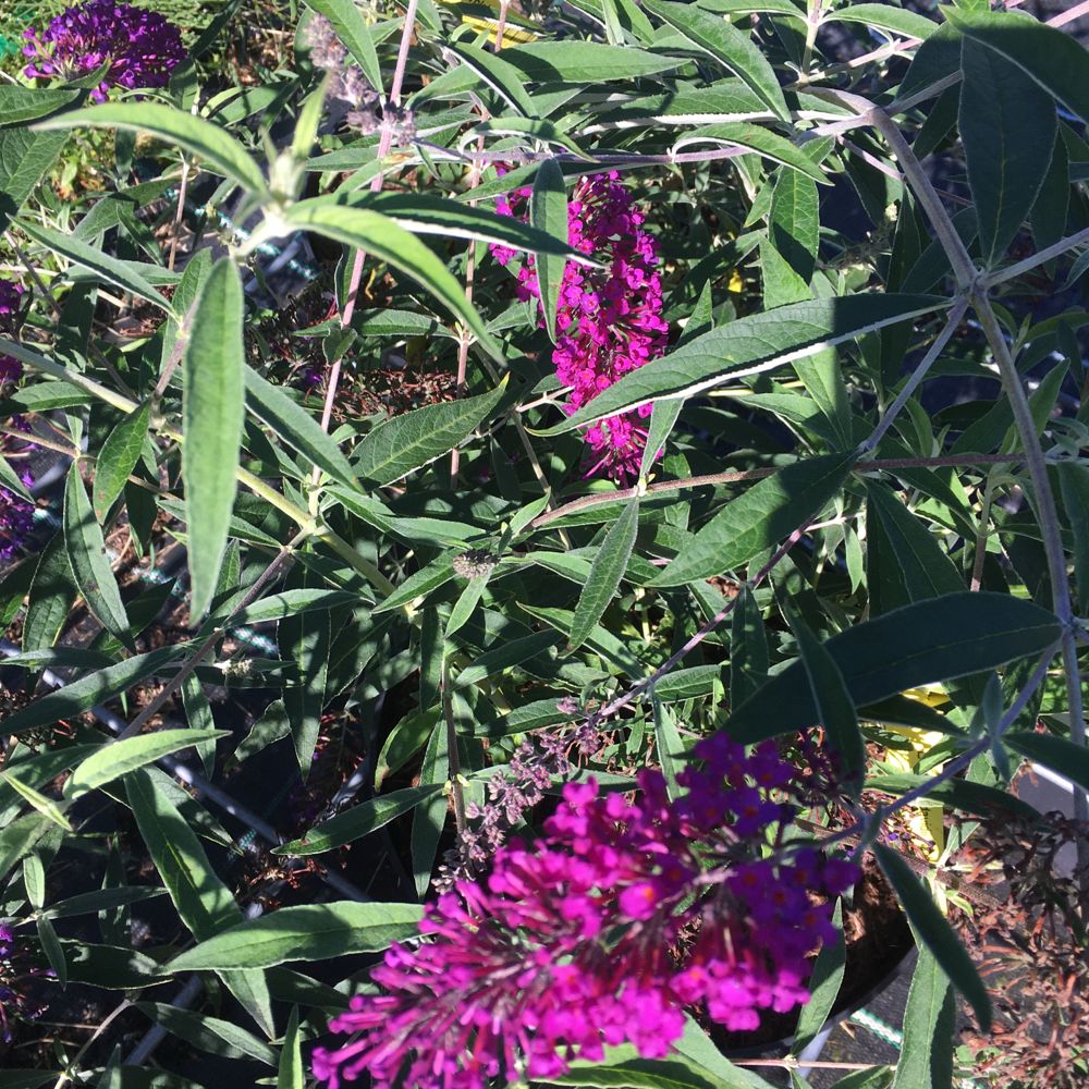Buddleja davidii 'Pink Delight' Sommerflieder 'Pink Delight'