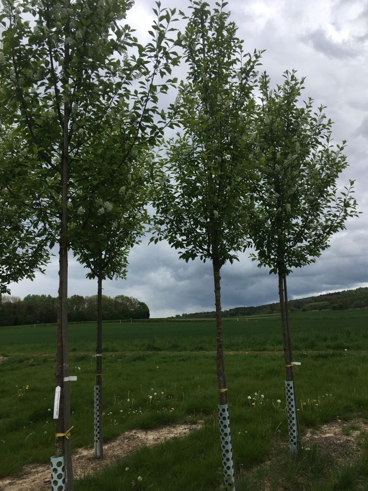 Prunus padus 'Schloss Tiefurt' Traubenkirsche 'Schloss Tiefurt'