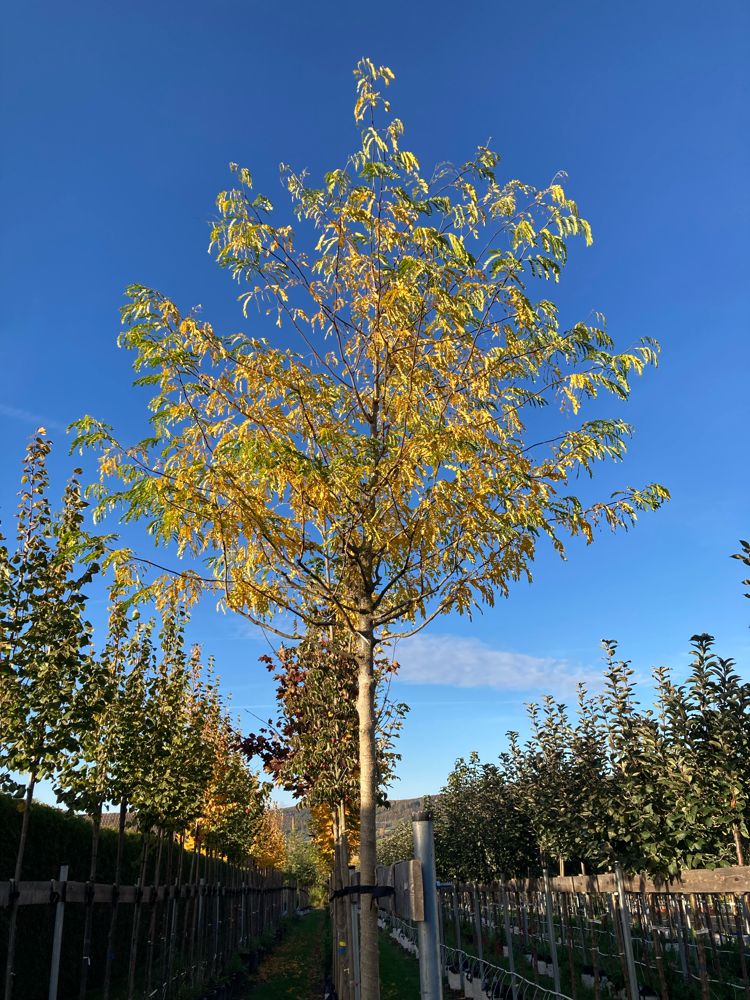 Gleditsia triacanthos inermis Dornenloser Lederhülsenbaum